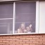 Акция «Поющий город» состоялась в Красногорске 4 Акция «Поющий город» состоялась в Красногорске 4