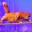 Спектакль &laquo;Страна Кошландия&raquo; 0